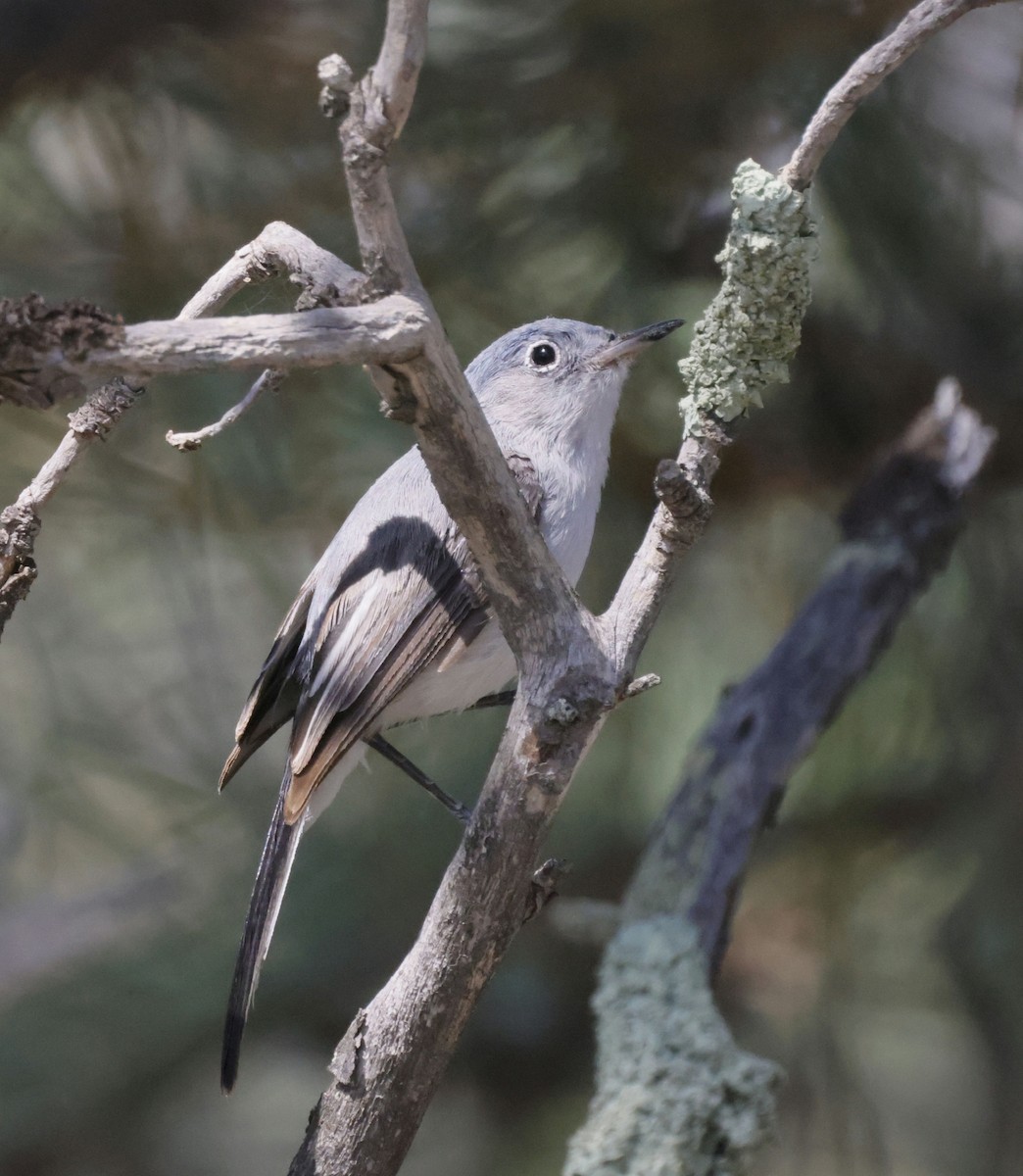 Blue-gray Gnatcatcher - ML622373059