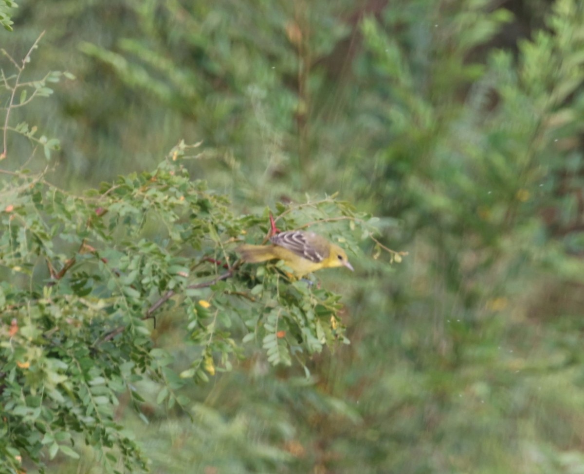 Orchard Oriole - ML622373126