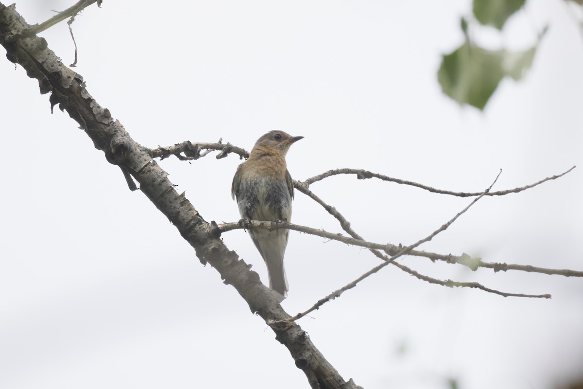 Eastern Bluebird - ML622373144