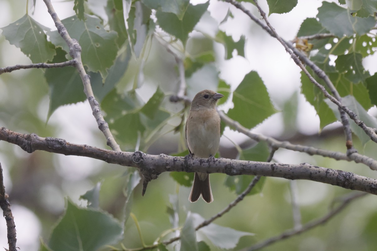 Lazuli Bunting - ML622373158