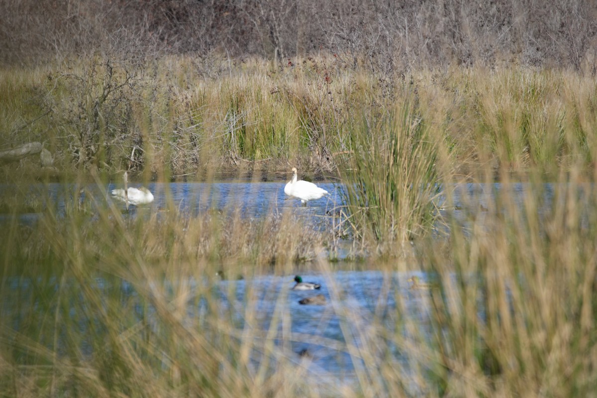 labuť malá - ML622373175