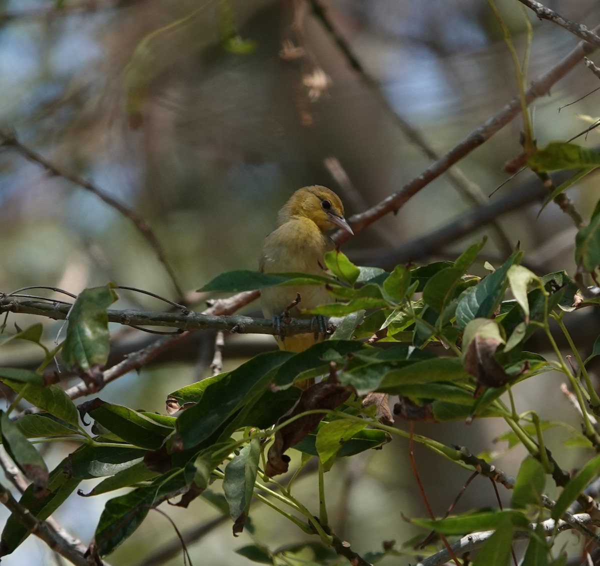 Bullock's Oriole - ML622373186