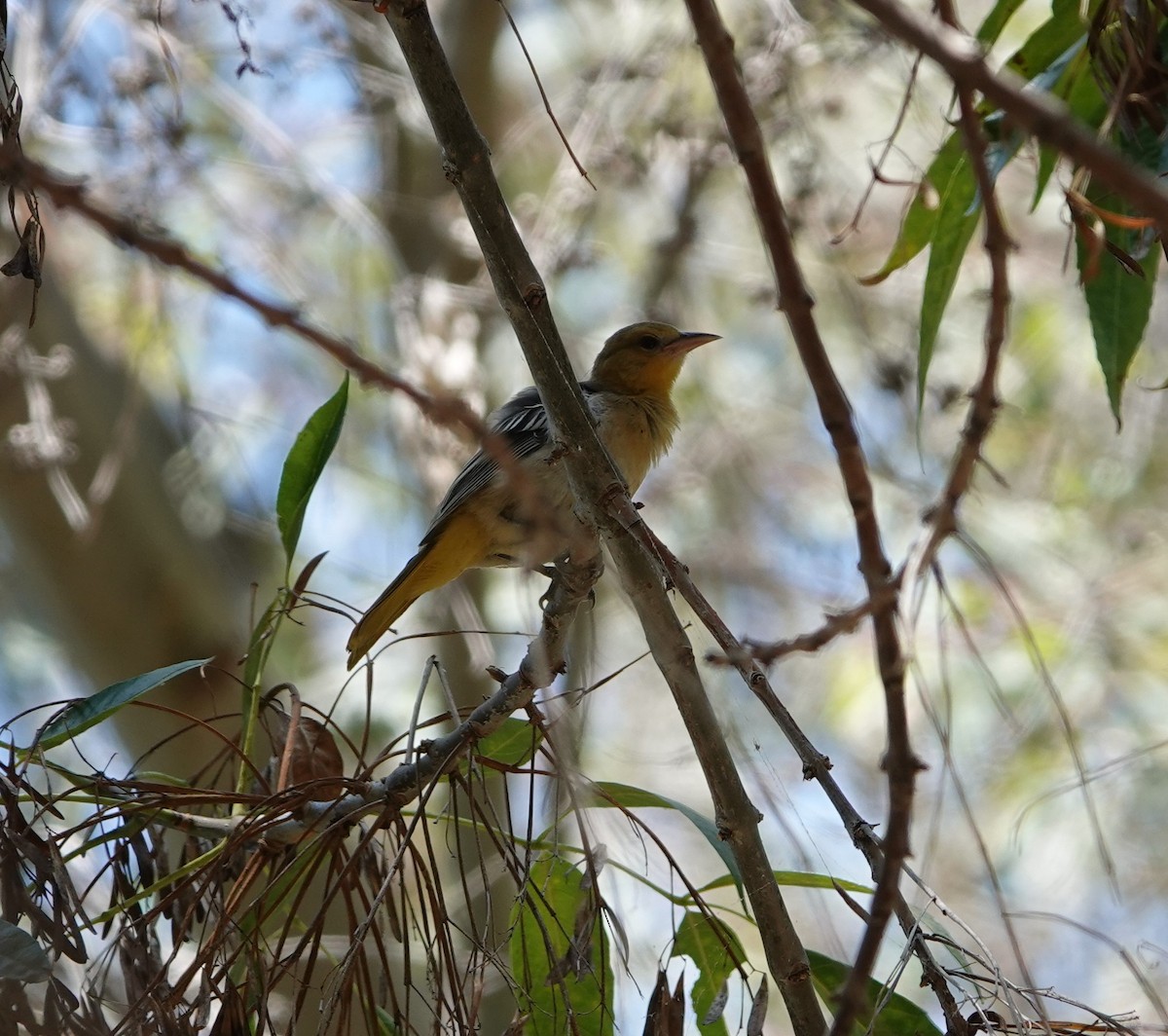 Bullock's Oriole - ML622373187