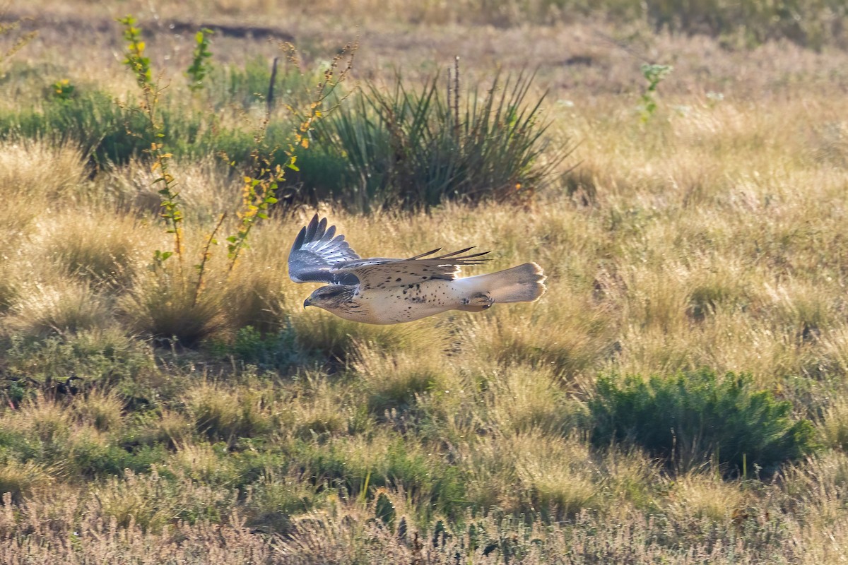 Königsbussard - ML622373194