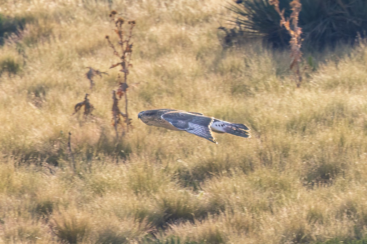 Königsbussard - ML622373196