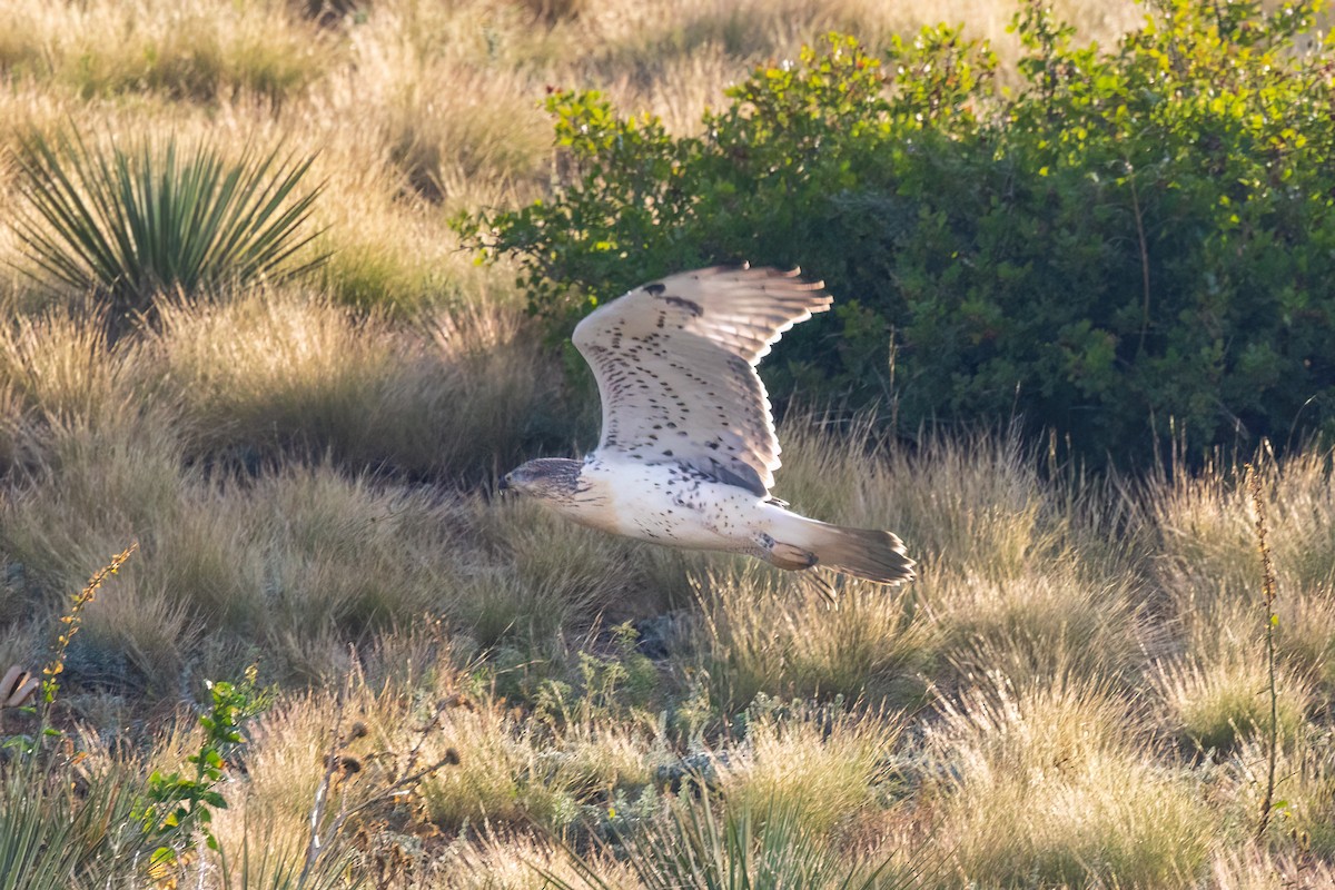 Königsbussard - ML622373197