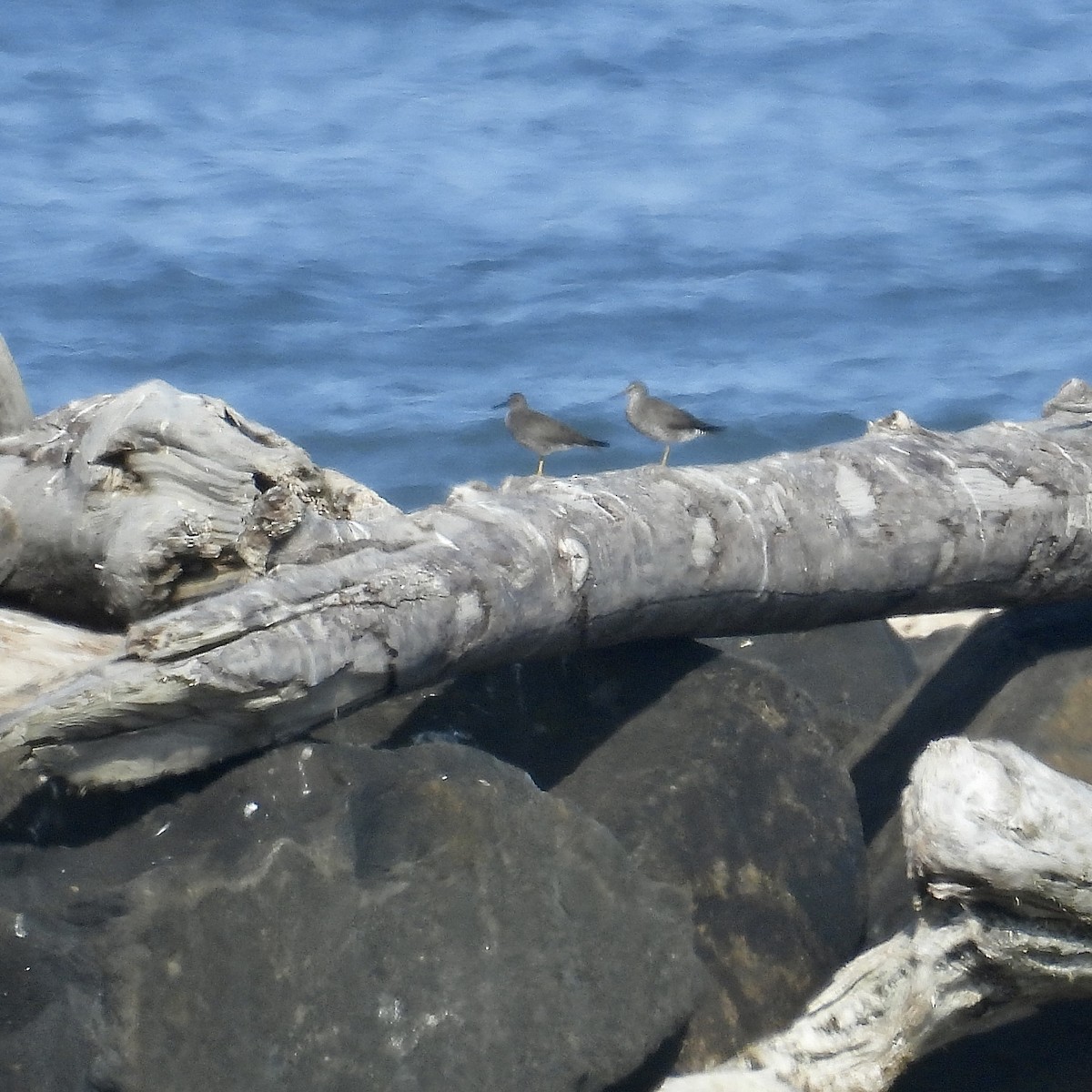 Wandering Tattler - ML622373233