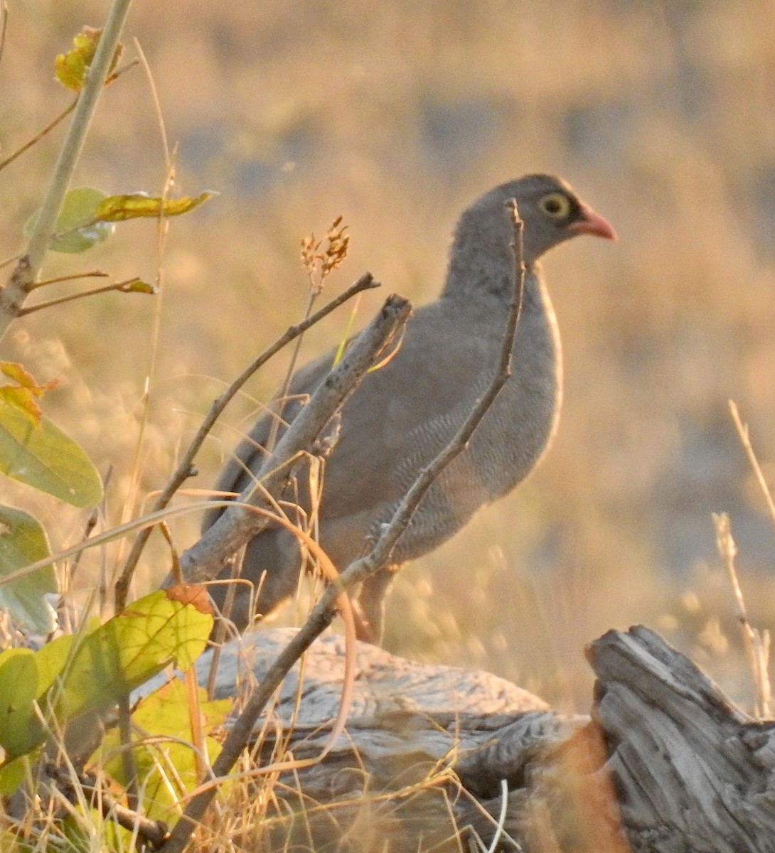 Red-billed Spurfowl - ML622373250