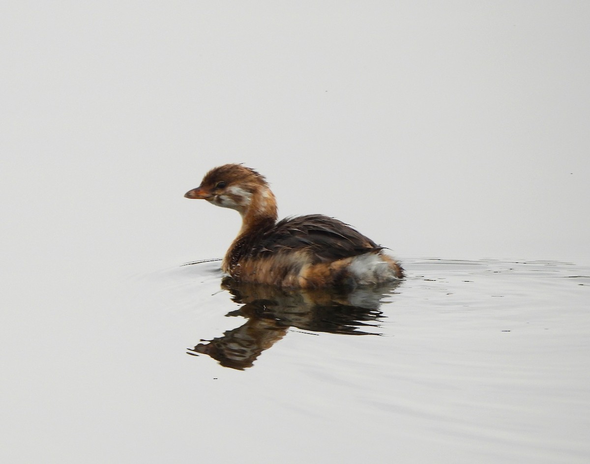 Pied-billed Grebe - ML622373268