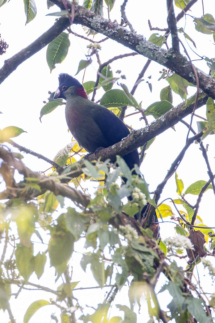 Rwenzori Turaco - ML622373269