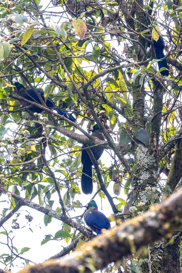 Rwenzori Turaco - ML622373271