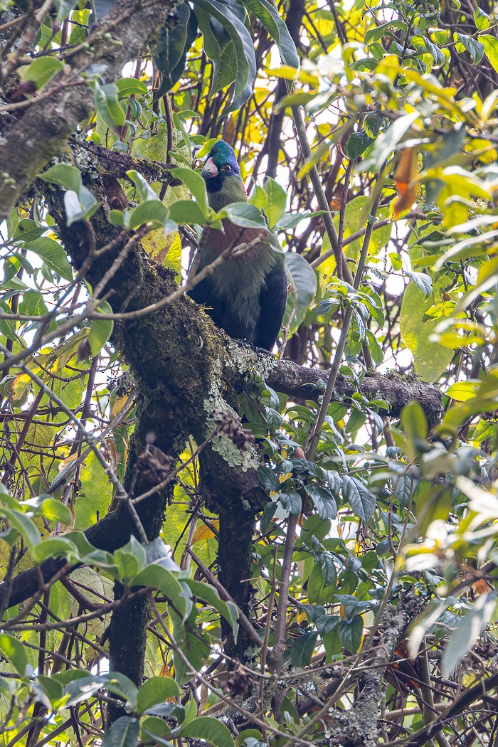 Rwenzori Turaco - ML622373272