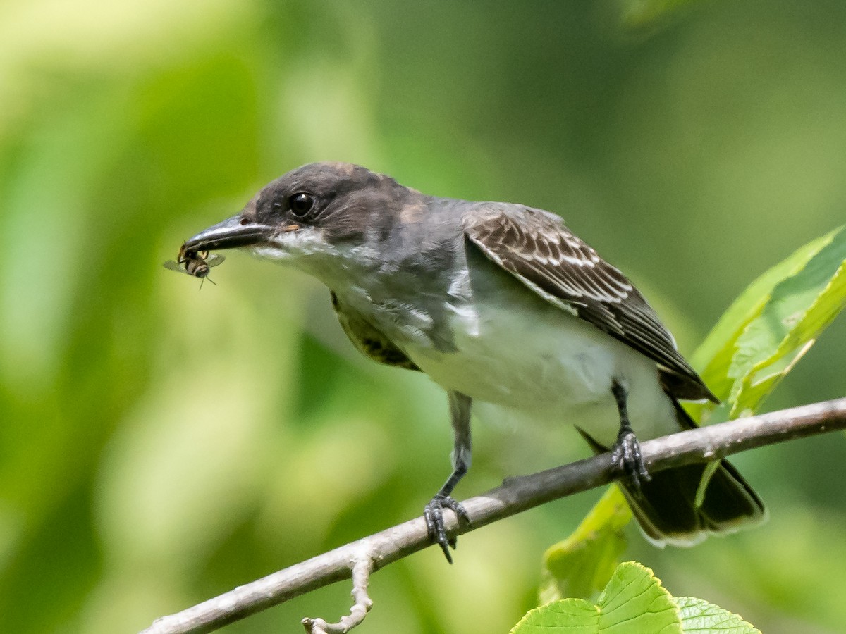 Eastern Kingbird - ML622373281