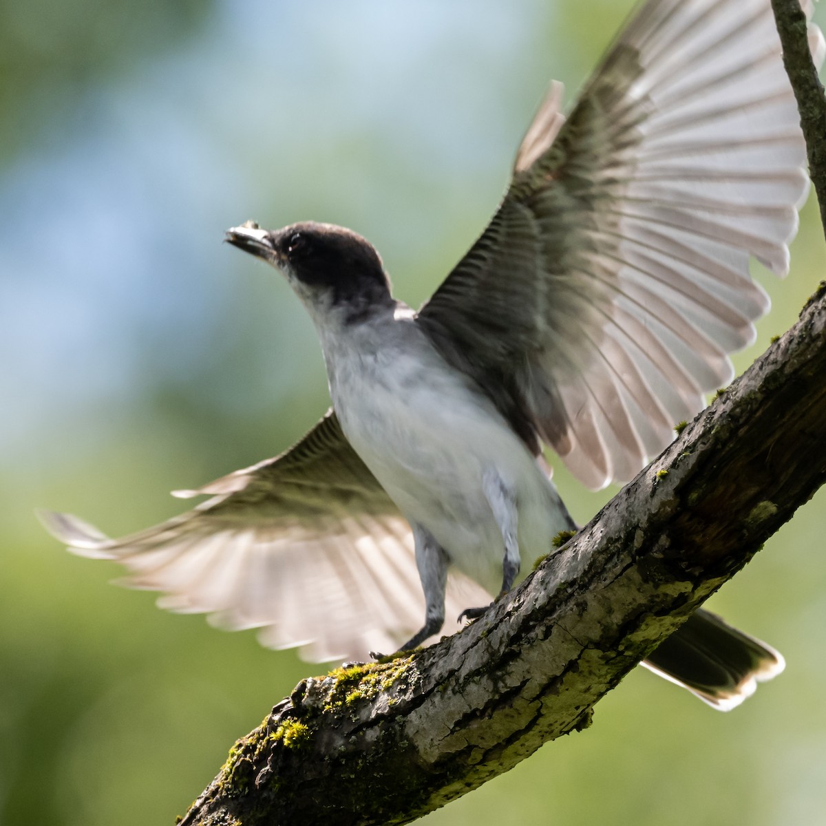 Eastern Kingbird - ML622373282