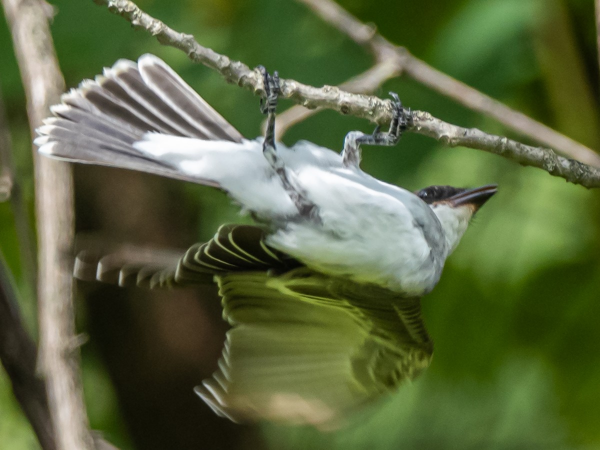 Eastern Kingbird - ML622373283