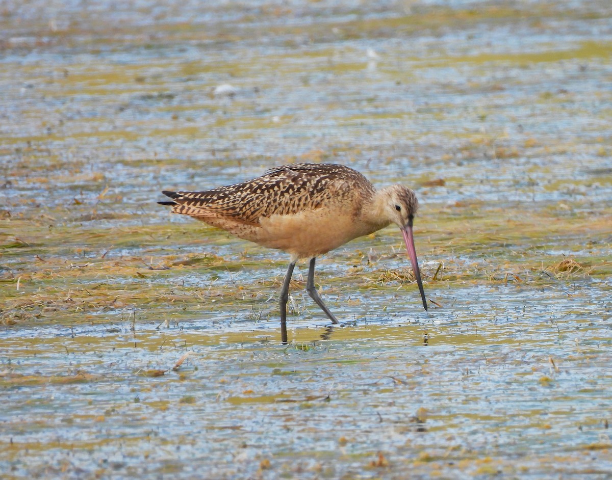 Marbled Godwit - Jan Thom