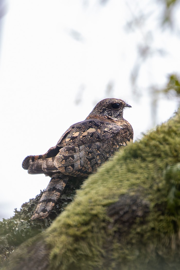 Montane Nightjar (Rwenzori) - ML622373322