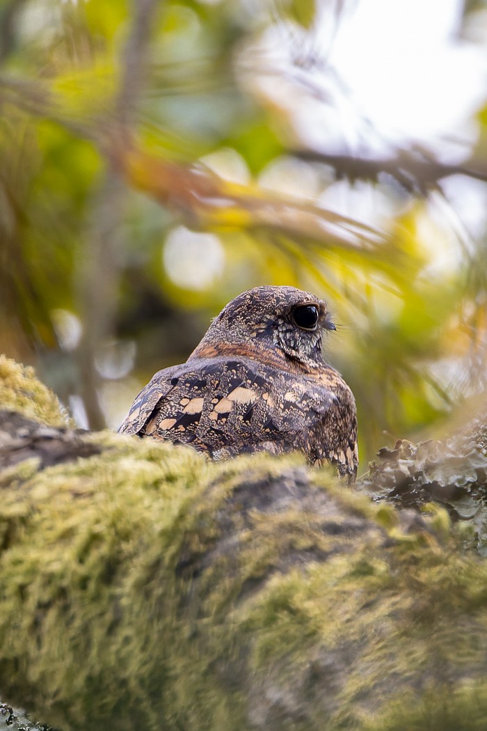 Montane Nightjar (Rwenzori) - ML622373323