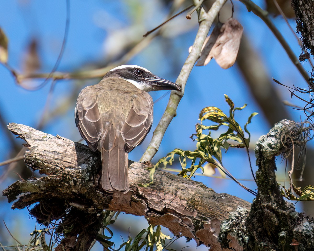 Boat-billed Flycatcher - ML622373355