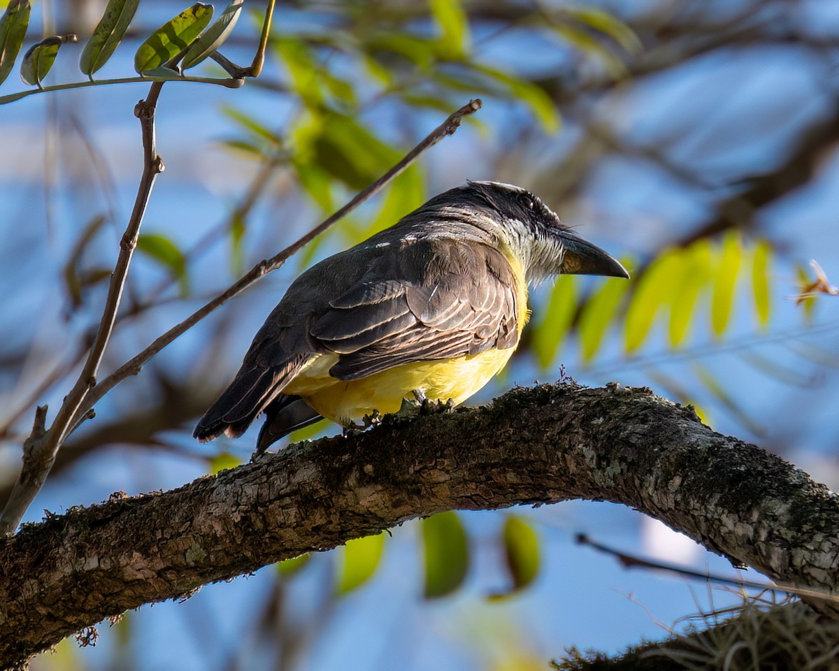 Boat-billed Flycatcher - Victor Pássaro