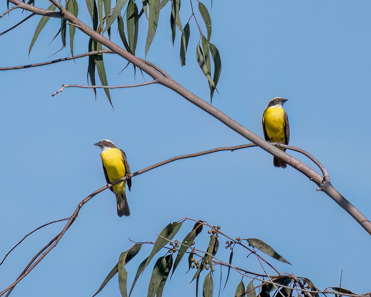 Social Flycatcher - ML622373362