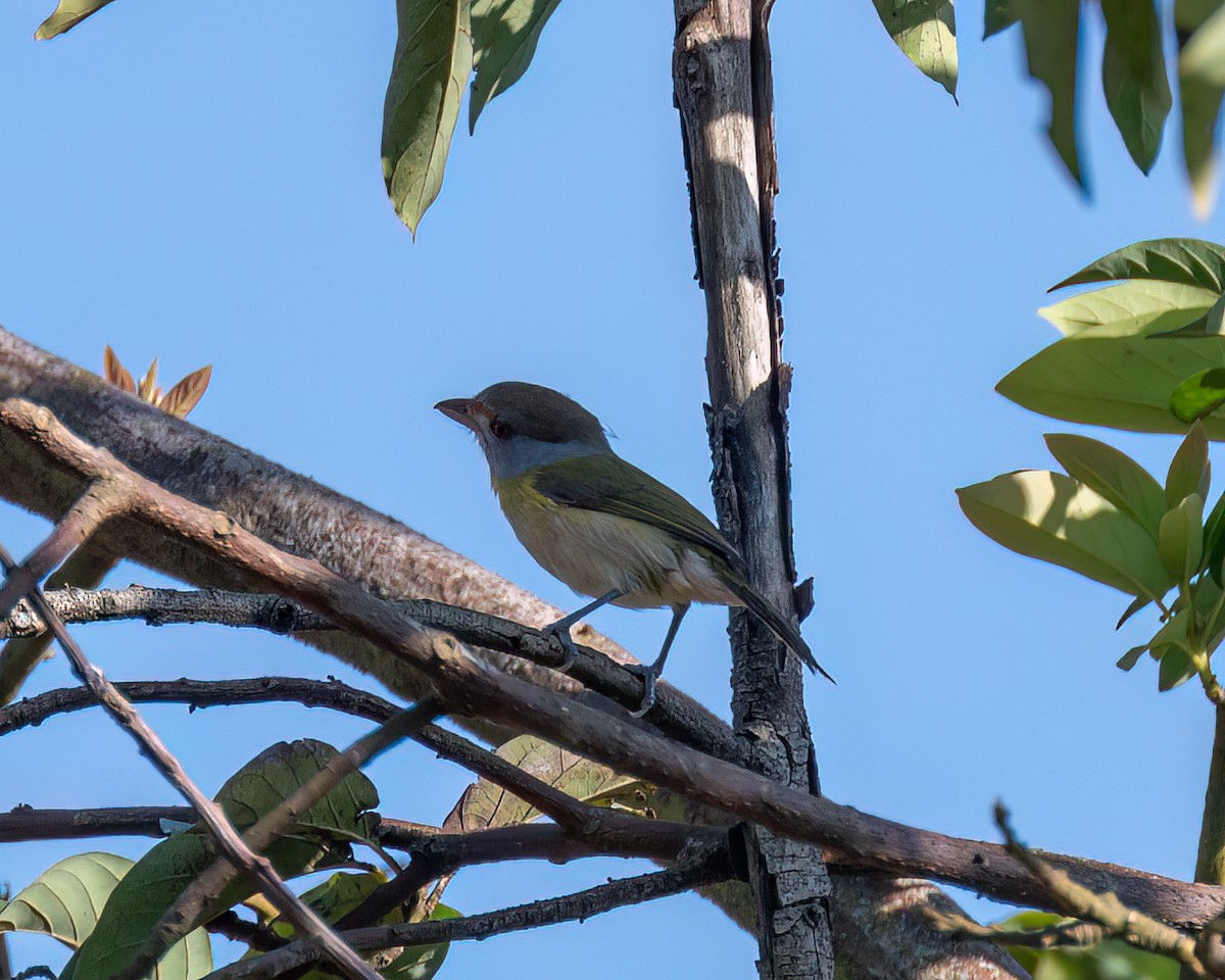 Rufous-browed Peppershrike - ML622373369