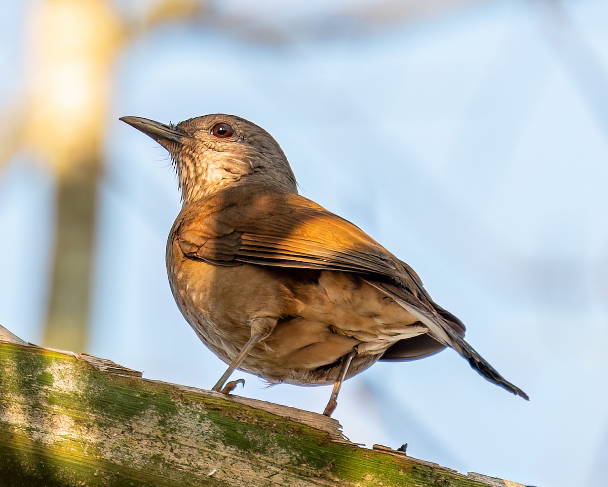 Pale-breasted Thrush - ML622373379