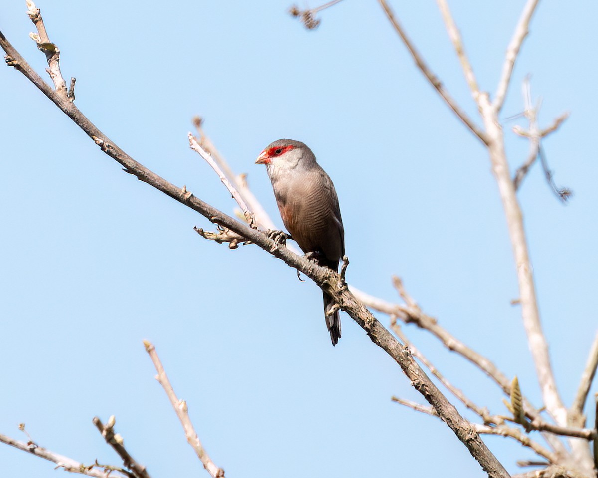 Common Waxbill - ML622373385