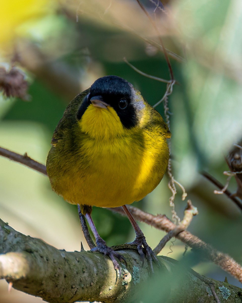 Southern Yellowthroat - ML622373392