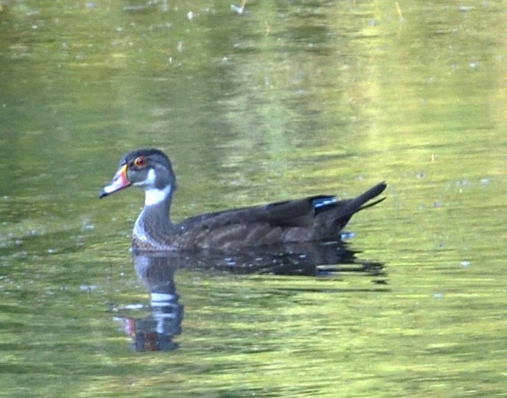 Wood Duck - ML622373393