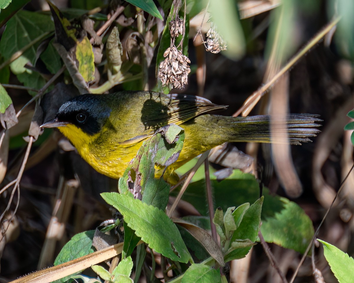 Southern Yellowthroat - ML622373394