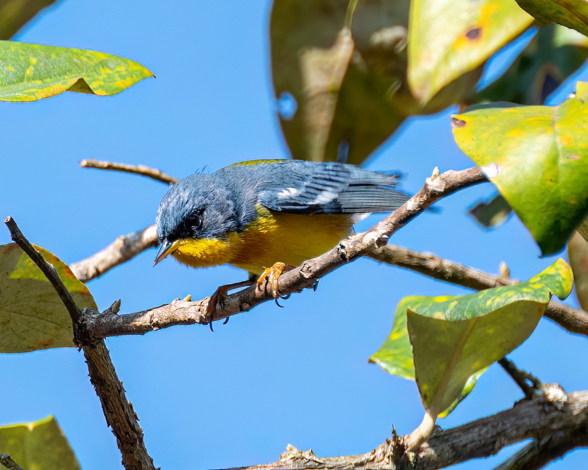 Tropical Parula - ML622373399