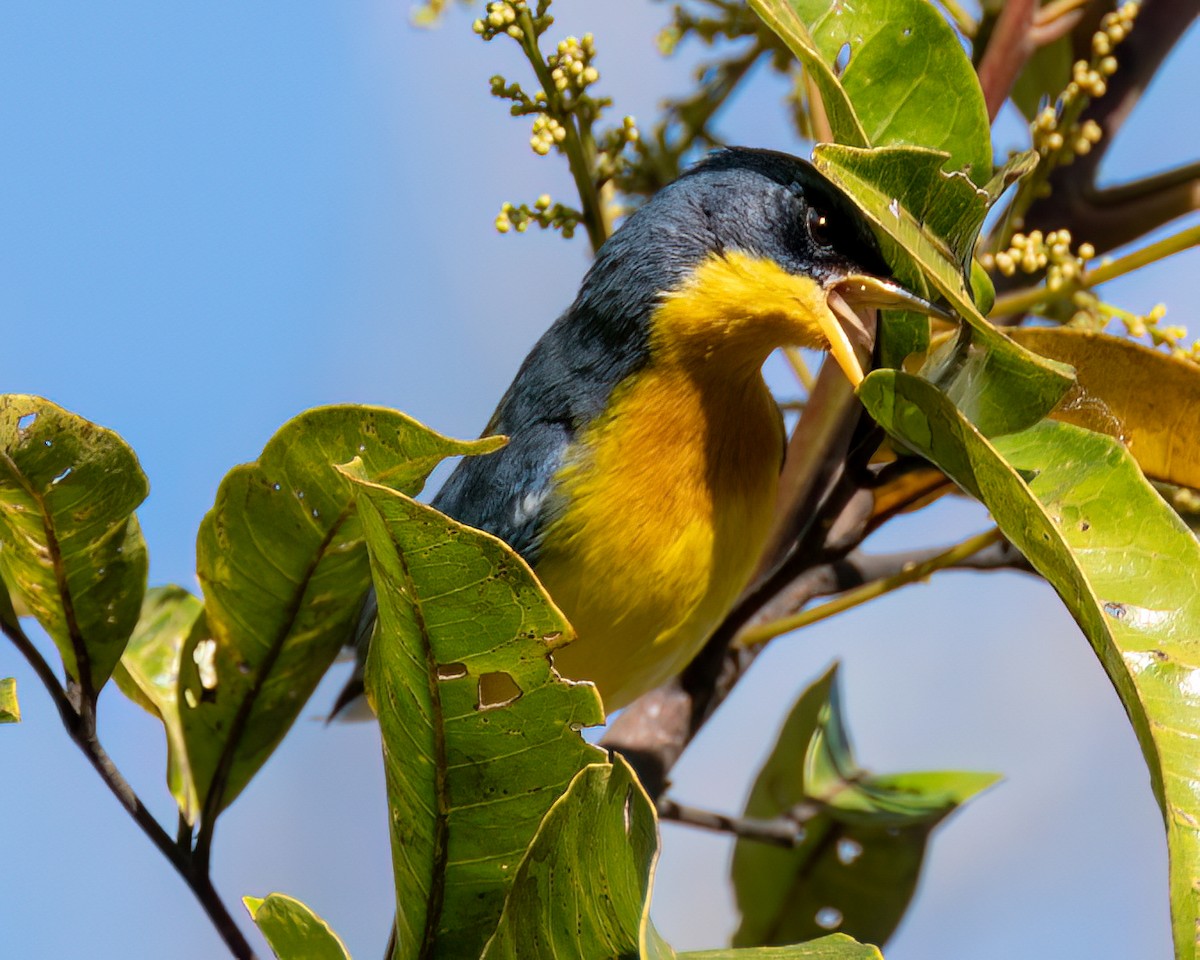 Tropical Parula - ML622373401