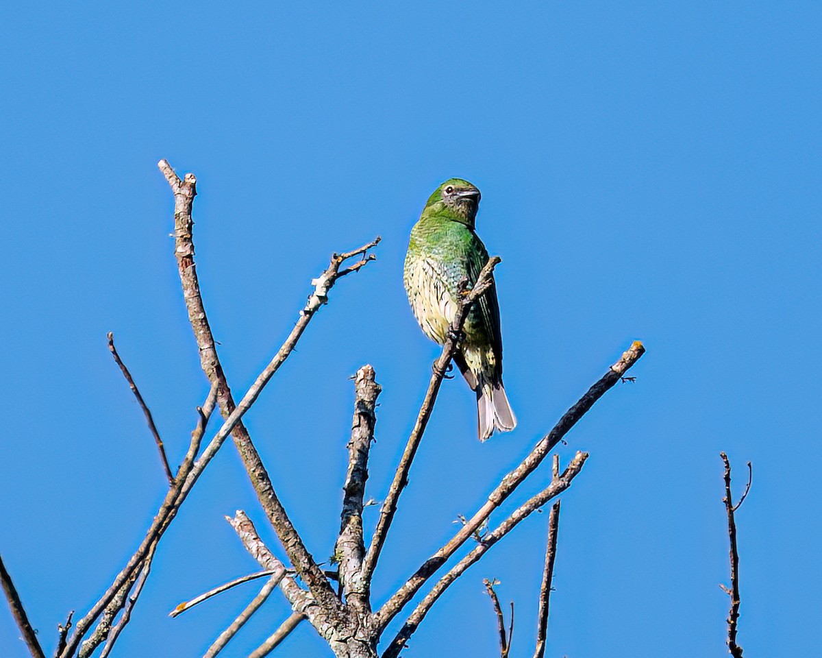 Swallow Tanager - ML622373434