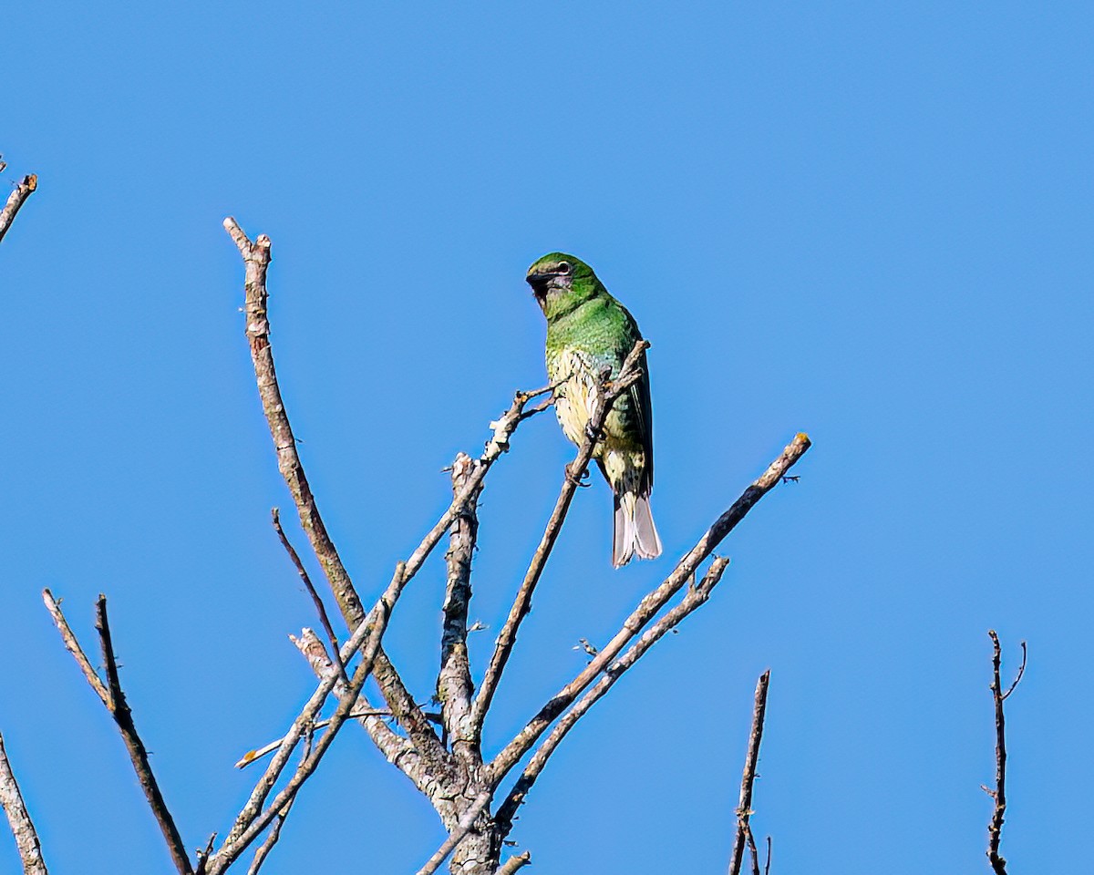 Swallow Tanager - ML622373446