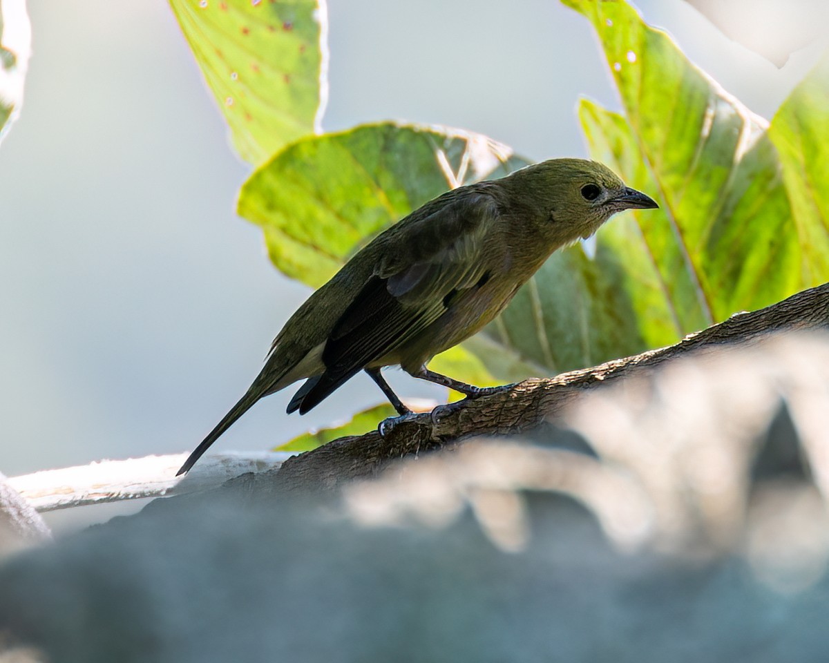 Palm Tanager - ML622373456