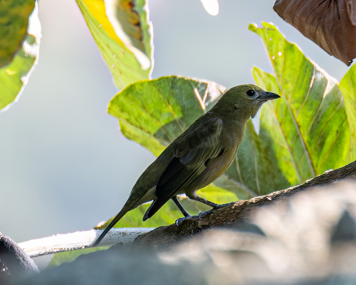 Palm Tanager - ML622373457