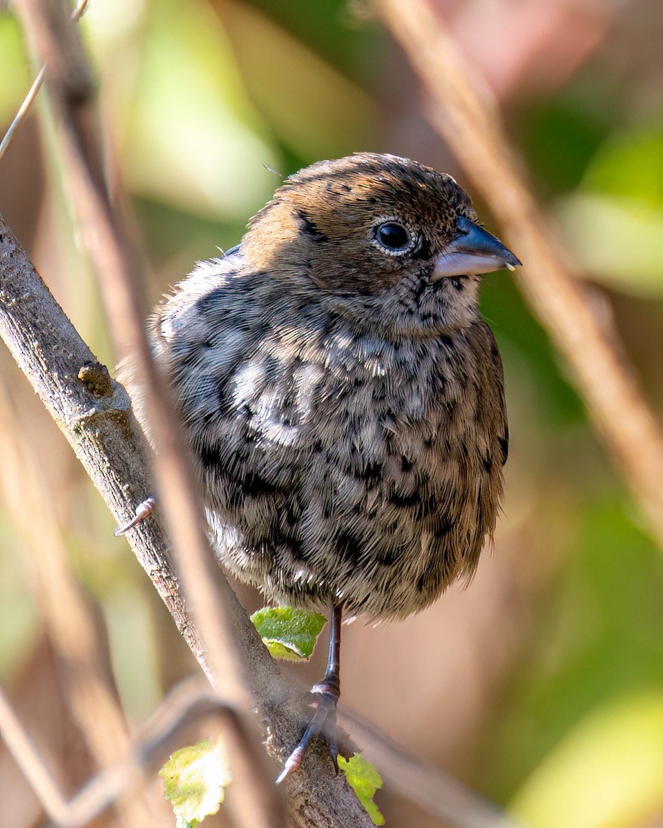 Blue-black Grassquit - ML622373506