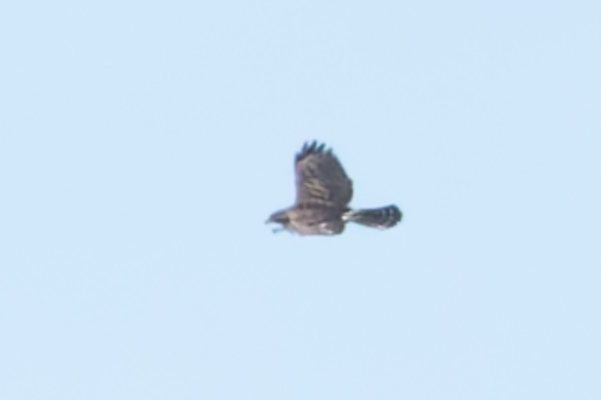Gray Hawk - ML622373512