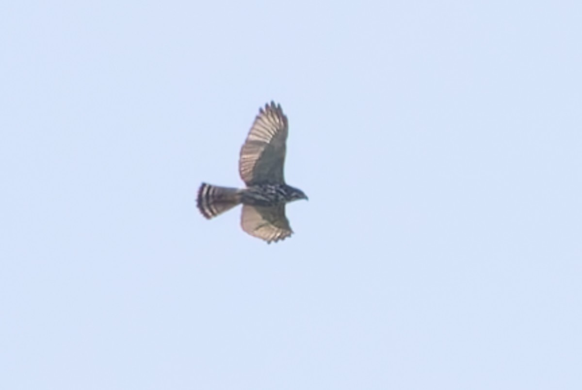 Gray Hawk - ML622373513