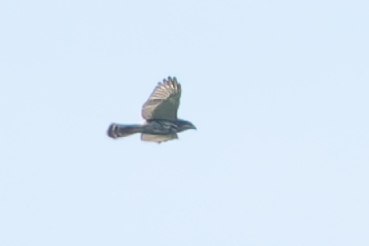 Gray Hawk - ML622373514