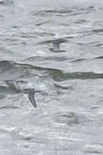 Semipalmated Plover - ML622373515