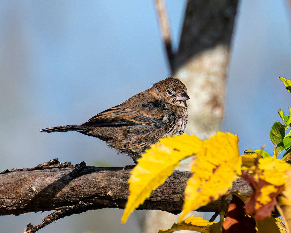 Blue-black Grassquit - ML622373517