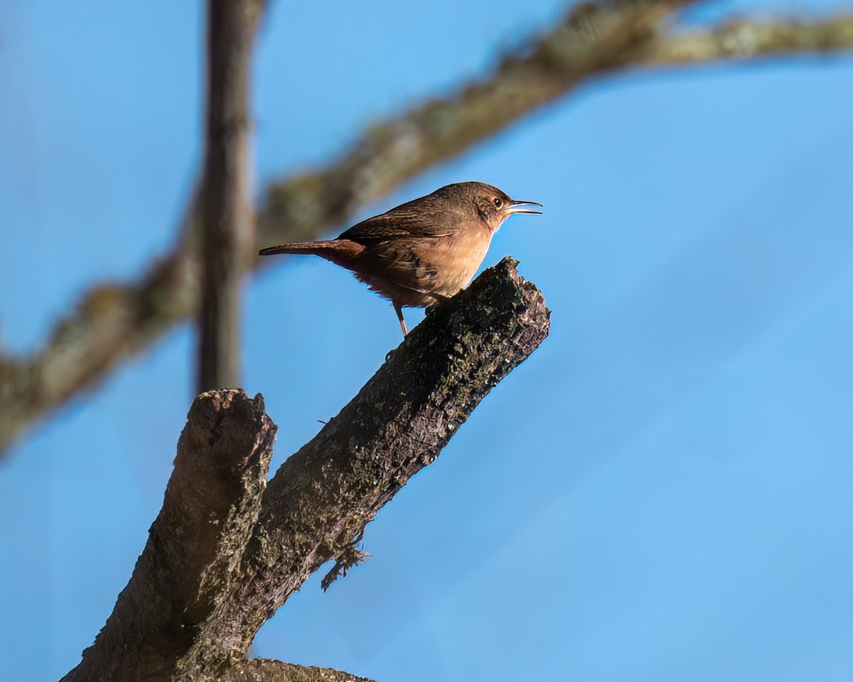 House Wren - ML622373525