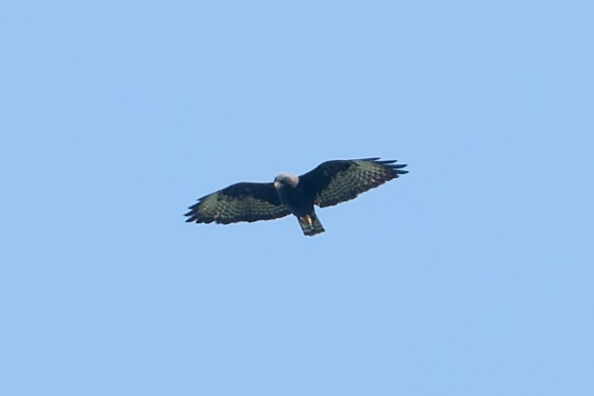 Short-tailed Hawk - ML622373540