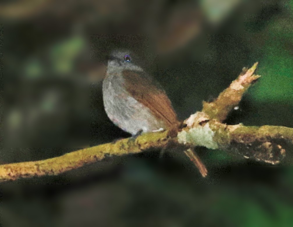 Flores Jungle Flycatcher - ML622373558