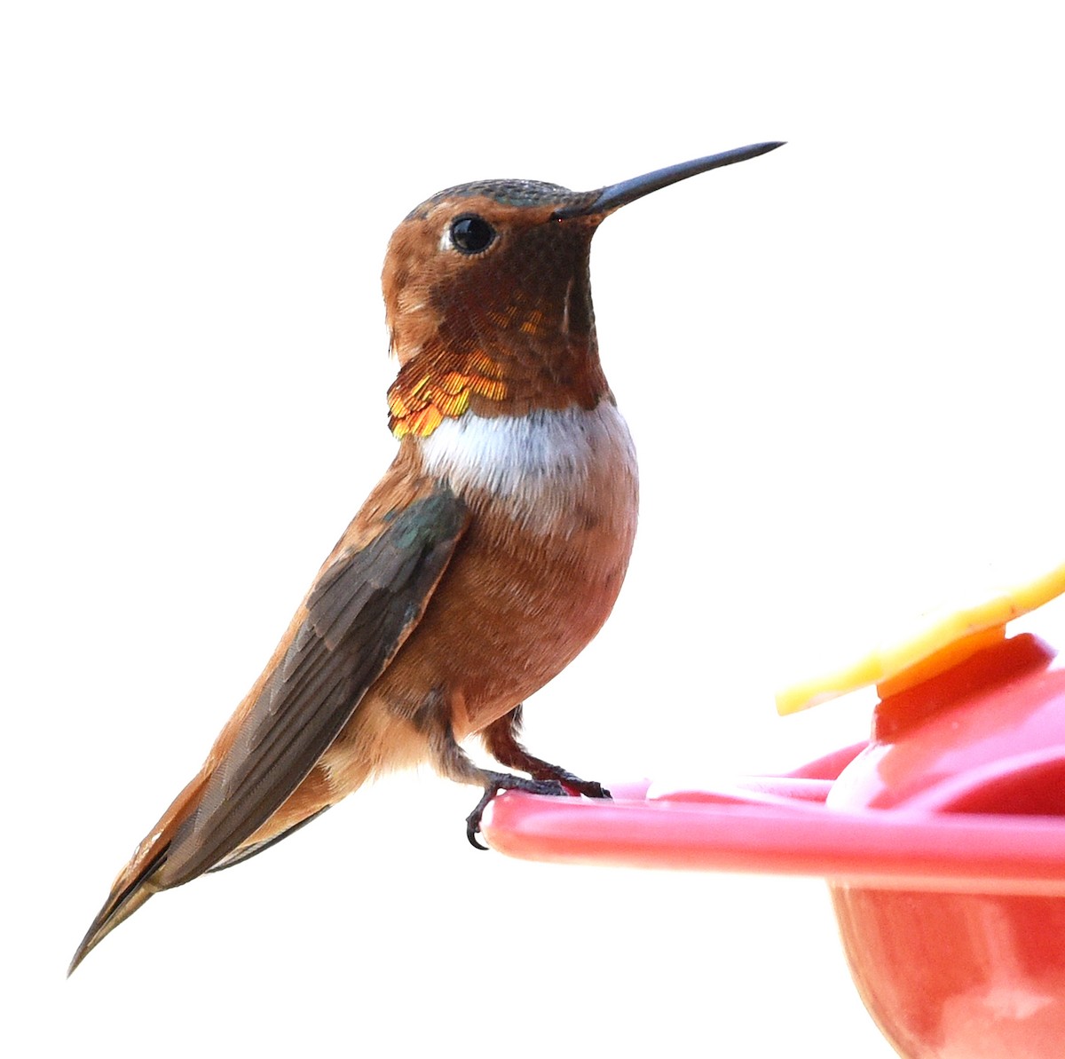 Rufous Hummingbird - ML622373565