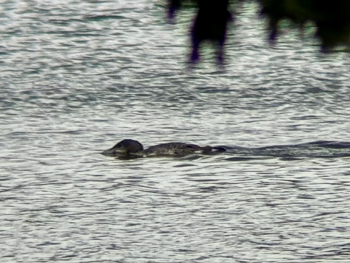 Common Loon - ML622373568