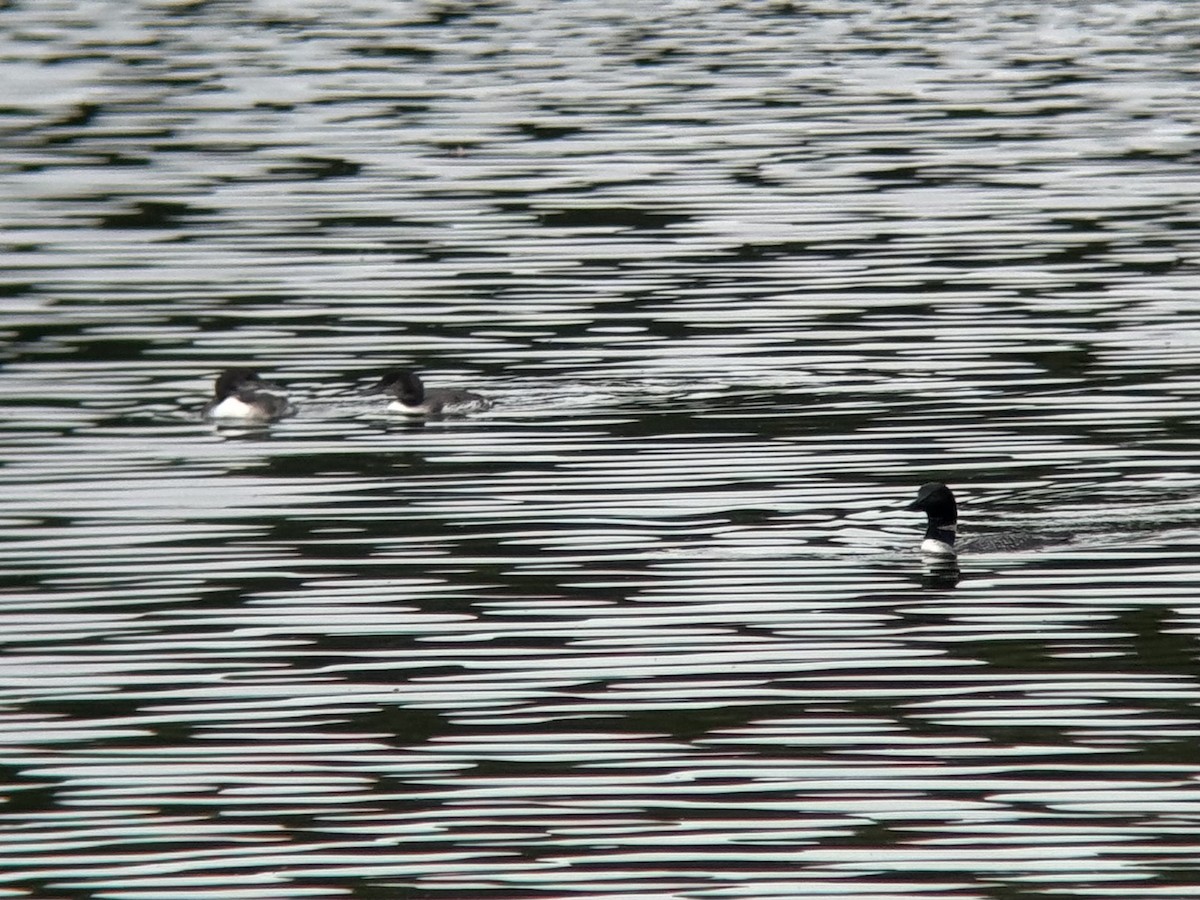 Common Loon - ML622373569