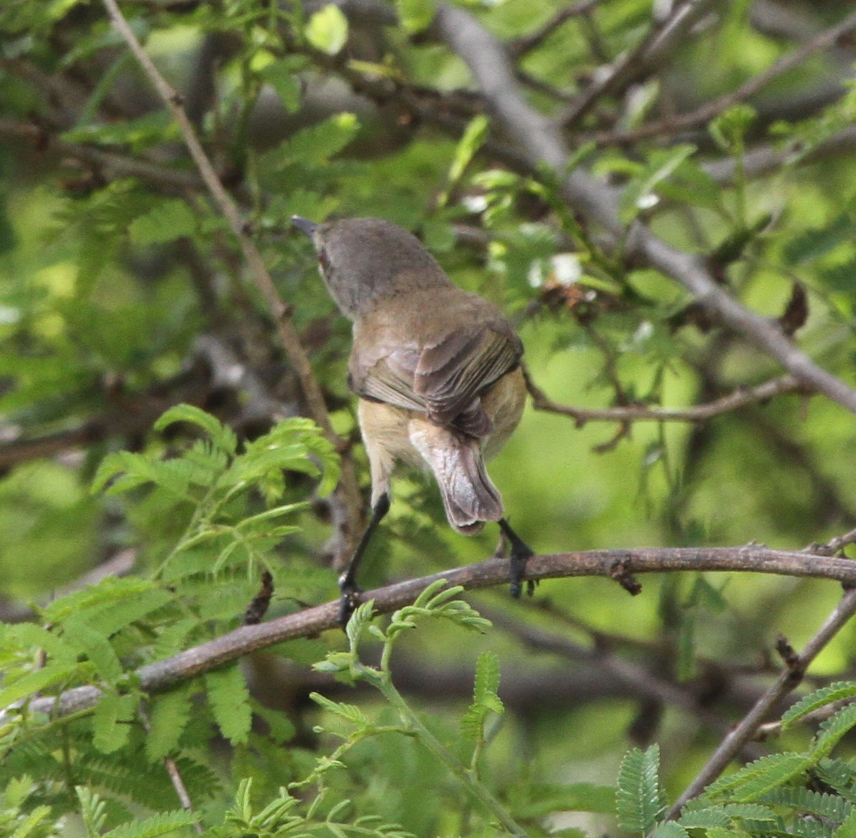 Rufous-sided Gerygone - ML62237361